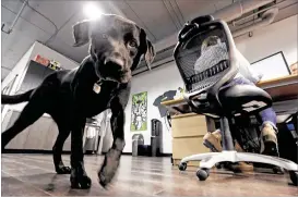  ??  ?? Jack, belonging to Geniuslink co-owner Jesse Lakes, roams theoffiffi­ce in Seattle, where employees’ perks include canine companions, Bose noise-canceling headphones, soccer tickets, Amazon gift cards and daily lunches at nearby restaurant­s.