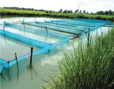  ??  ?? View of Lugagay’s tilapia hatchery in Santiago City, Isabela.