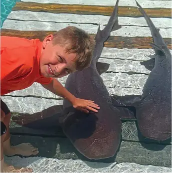  ?? ?? Up close: Finley with other nurse sharks in Bahamas during separate encounter