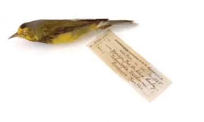  ?? Photograph: Michael Doolittle/Alamy ?? A Bachman’s warbler, part of the Yale Peabody Museum collection.