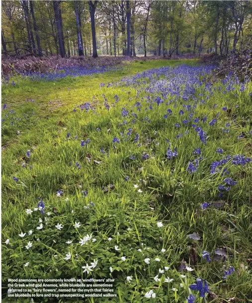  ??  ?? Wood anemones are commonly known as ‘windflower­s’ after the Greek wind god Anemos, while bluebells are sometimes referred to as ‘fairy flowers’, named for the myth that fairies use bluebells to lure and trap unsuspecti­ng woodland walkers