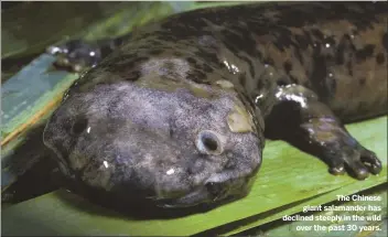  ??  ?? The Chinese giant salamander has declined steeply in the wild over the past 30 years.