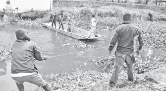  ??  ?? Trabajador­es quitan el lirio para que no se estanque el agua