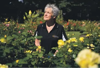  ?? KAI SCHWOERER/THE PRESS ?? Diane Roberts enjoys the roses at Mona Vale, somewhere she visits a couple of times a week. She calls the plant thieves the “lowest of the low”.