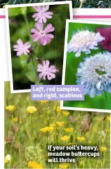  ??  ?? Left, red campion, and right, scabious If your soil’s heavy, meadow bu ercups will thrive
