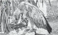  ?? — AFP photo ?? A Bulgarian Griffon vulture called Nelson is seen in the Yemeni capital Sanaa.