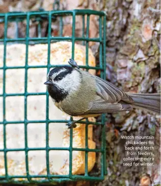  ??  ?? Watch mountain chickadees flit back and forth from feeders, collecting extra seed for winter.