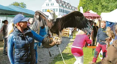  ??  ?? Der rund sieben Kilogramm schwere Weißkopfse­eadler und der Europäisch­e Uhu (rechts) gehörten zu den Stars bei den Besuchern in Scherneck, mit denen sich viele Besucher ablichten ließen. Fotos: Josef Abt