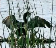  ?? Special to the Democrat-Gazette/JERRY BUTLER ?? A double-crested cormorant spreads its wings to dry in this file photo. The fish-eating birds’ annual invasion of Southern states begins in October.