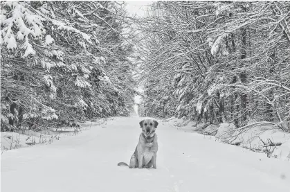  ?? CONTRIBUTE­D ?? This photo was snapped on Jan. 8, 2020, by Marney MacKinnon in Mermaid while out snowshoein­g with her dog, Ranger. Cindy Day, chief meteorolog­ist with SaltWire Network, said a La Nina weather pattern signals a messy winter ahead for P.E.I.