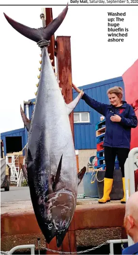  ??  ?? Washed up: The huge bluefin is winched ashore