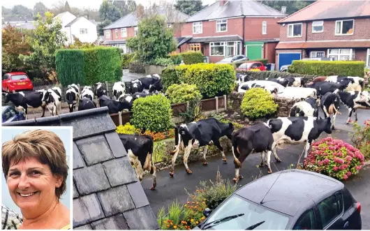  ??  ?? Mooving in: Cows munch through the garden borders in Bollington in a picture taken by Janis Wilson, inset