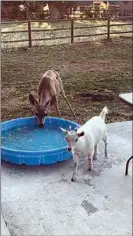  ?? COURTESY OF PAMELA SAUCEDO ?? LEFT: Pamela Saucedo sent in this photo of a deer and her goat drinking from her pool at her Stallion Springs home on July 2.