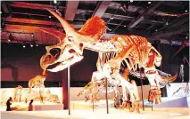  ?? STEVE MACNAULL/FOR POSTMEDIA NEWS ?? The Houston Museum of Natural Science has full-sized dinosaur skeletons in the Hall of Paleontolo­gy.