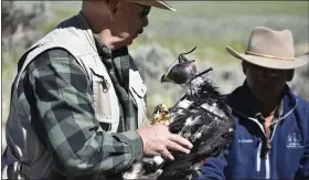  ?? MATTHEW BROWN — THE ASSOCIATED PRESS ?? Eagle researcher Charles “Chuck” Preston carries a young golden eagle that was temporaril­y removed from its nest as part of research related to long-term population studies of the birds, on June 15near Cody, Wyo. Preston and other researcher­s are trying to find ways to reduce golden eagle deaths from collisions with wind turbines.