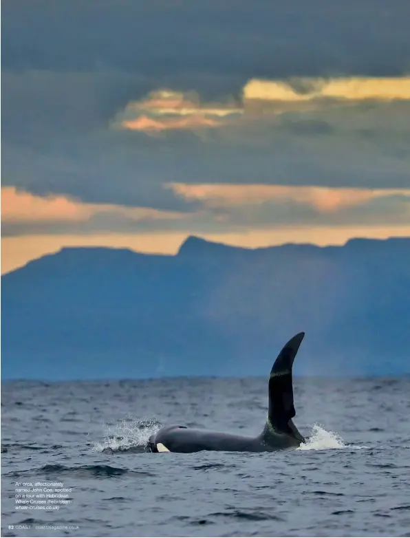  ?? (hebrideanw­hale-cruises.co.uk) ?? An orca, affectiona­tely named John Coe, spotted on a tour with Hebridean Whale Cruises