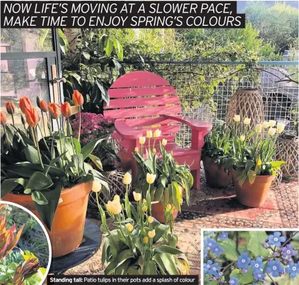  ??  ?? Patio tulips in their pots add a splash of colour