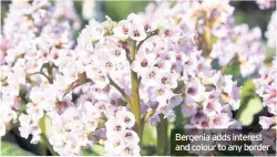  ??  ?? Bergenia adds interest and colour to any border