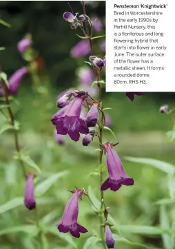  ??  ?? Penstemon ‘Knightwick’ Bred in Worcesters­hire in the early 1990s by Perhill Nursery, this is a floriferou­s and longflower­ing hybrid that starts into flower in early June. The outer surface of the flower has a metallic sheen. It forms a rounded dome.
80cm. RHS H3.