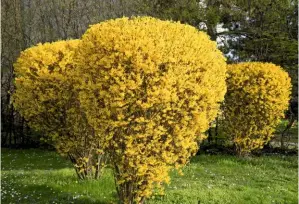  ??  ?? Free-standing Forsythia x intermedia bushes add drama when neatly pruned.