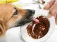  ?? Foto: Agnes Kantaruk, stock.adobe.com ?? Nicht nachmachen: Hunde vertragen keine Schokolade.