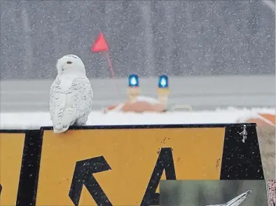  ?? DREW MONKMAN/EXAMINER ?? This snowy owl at the Peterborou­gh Airport was one of five owl species found on the Peterborou­gh Christmas Bird Count. A record 41 pileated woodpecker­s were observed on the Petroglyph Christmas Bird Count.