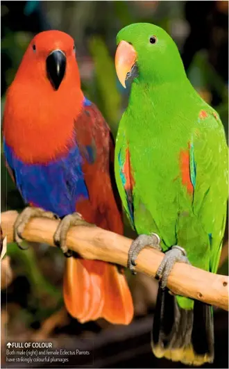  ??  ?? FULL OF COLOUR Both male (right) and female Eclectus Parrots have strikingly colourful plumages