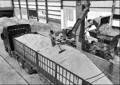Tested models, tech boost Shandong corn harvest | China Daily (Hong ...