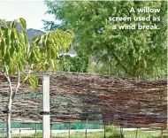  ??  ?? A willow screen used as a wind break.