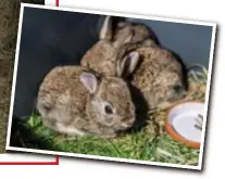  ?? FOTO RAYMOND LEMMENS ?? Een klein vosje kreeg een knuffel als gezelschap.