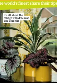  ??  ?? It’s all about the foliage with dracaena and begonias