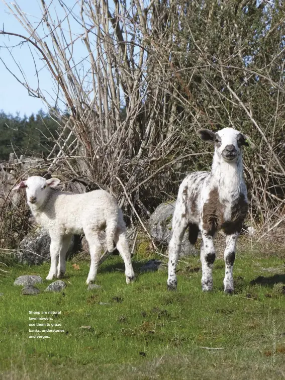  ??  ?? Sheep are natural lawnmowers; use them to graze banks, understori­es and verges.