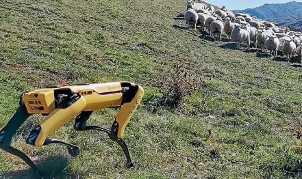  ??  ?? Robot operation software company Rocos has partnered with US company Boston Dynamics to bring its robot dog, Spot, to New Zealand. Spot has been stretching his legs on farms in the North Island.