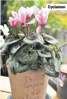  ?? ?? Cyclamen