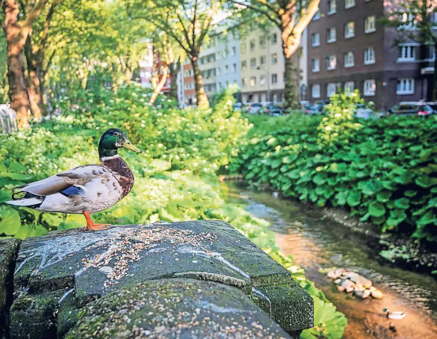  ?? ?? Die Düssel fließt auf ihrem Weg zum Rhein durchs Grüne auf dem Land, aber auch durch die dicht besiedelte Stadt, hier etwa entlang der Karolinger­straße.