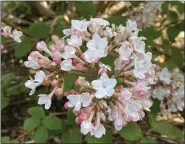  ?? PHOTO COURTESY OF MELINDAMYE­RS.COM ?? Korean Spice viburnum adds beauty and fragrance to the landscape.