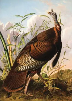  ??  ?? John James Audubon (1785-1851),
The Wild Turkey, 1845, oil on canvas,
53¼ x 40½ x 5 in. GM 0126.2322, Gilcrease Museum, Tulsa, OK.
