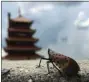  ?? BILL UHRICH - MEDIANEWS GROUP ?? A spotted lanternfly at the Pagoda in Reading.