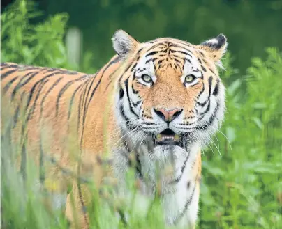  ??  ?? BIG CAT: The 10-year-old male tiger Marty had health problems and was put down by a vet on Thursday