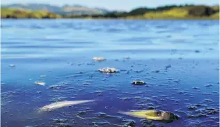  ?? PHOTO: IAN HADLAND/OTAGO FISH & GAME ?? Water quality issue . . . Hundreds of fish including several native species were found dead in the Kaikorai Stream and estuary, particular­ly around the Brighton Rd bridge.