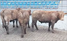 ??  ?? These quality Limousin bullocks weighed 665kgs and made €1,490 at Corrin Mart last Tuesday.