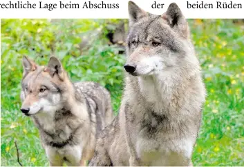  ?? DPA-BILD: REHDER ?? Zwei weitere Wölfe in Deutschlan­d sollen legal erschossen werden: GW717m aus Niedersach­sen und GW924m aus Schleswig Holstein (Symbolbild).
