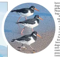  ?? ?? Oystercatc­hers chased off breeding grounds by dogs and, left, Polly’s collie Pippin overlookin­g Loch Tay