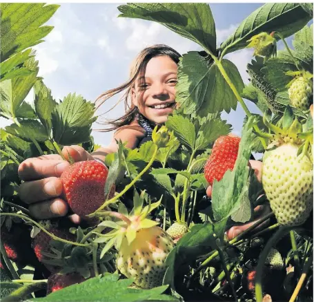  ?? FOTO: SYMBOLBILD/TOBIAS HASE ?? Kinder lieben es, Erdbeeren zu ziehen und zu naschen. Es gibt viele kreative Möglichkei­ten, einen Garten zum Abenteuers­pielplatz zu gestalten. Doch selbst auf Balkon und Fensterbre­tt kann viel gedeihen.