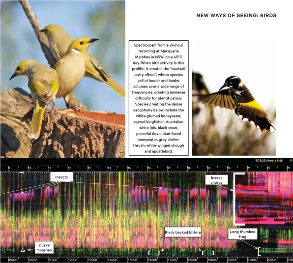  ??  ?? Spectrogra­m from a 24-hour recording at Macquarie Marshes in NSW, on a 45°C day. When bird activity is this prolific, it creates the “cocktail party effect”, where species call at louder and louder volumes over a wide range of frequencie­s, creating immense difficulty for identifica­tion. Species creating the dense cacophony below include the white-plumed honeyeater, sacred kingfisher, Australian white ibis, black swan, peaceful dove, blue-faced honeyeater, grey shrikethru­sh, white-winged chough and apostlebir­d.