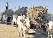  ?? HT FILE ?? A labourer carts sugarcane to Bhausaheb Thorat cooperativ­e sugar factory in Sangamner taluka of Ahmednagar district.