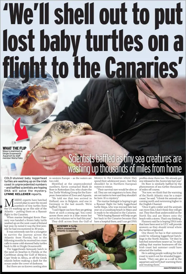  ?? ?? WHAT THE FLIP Maya is examined at Dingle Oceanworld Aquarium by staff member Maria Foley
MYSTERY A turtle which crossed the Atlantic is examined