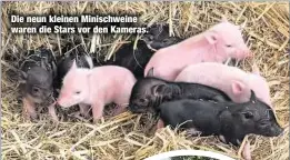  ??  ?? Die neun kleinen Minischwei­ne waren die Stars vor den Kameras.