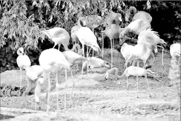  ??  ?? The diet of flamingos determines their red/pink colouratio­n.