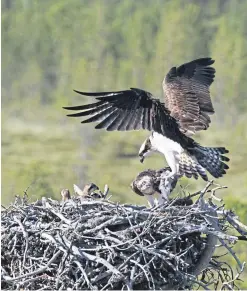  ?? Picture: Getty. ?? An osprey chick died during ringing.